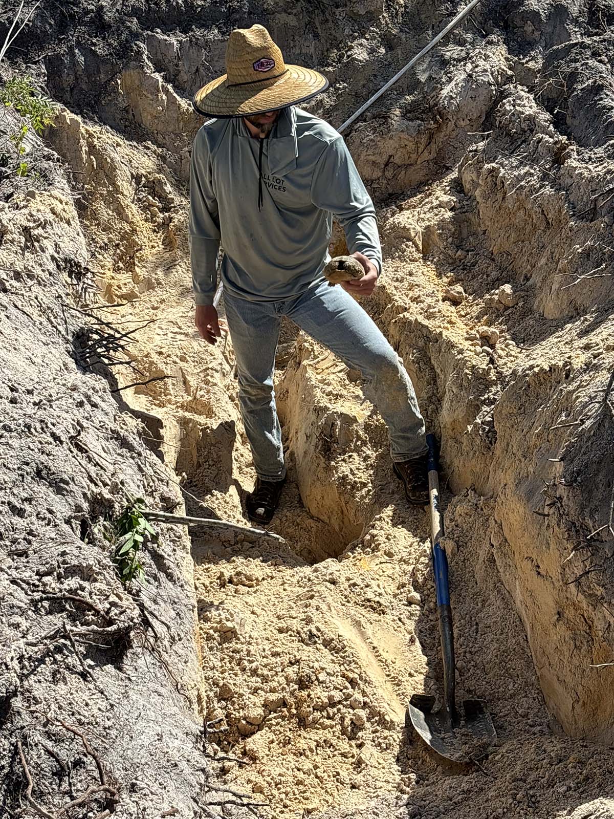 Licensed Gopher Tortoise Removal Relocation Punta Gorda Charlotte Country Licensed Gopher Tortoise Removal Relocation Punta Gorda Charlotte Country