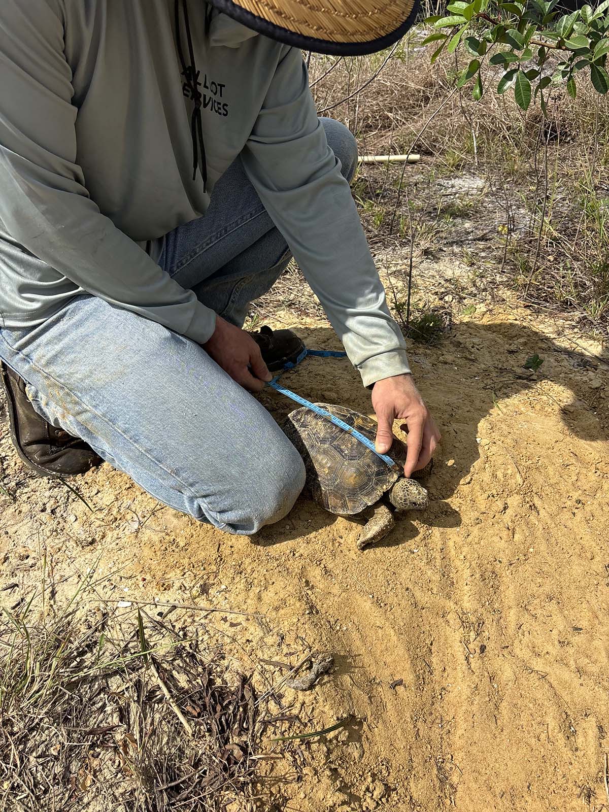 Licensed Gopher Tortoise Removal Relocation Punta Gorda Charlotte Country Licensed Gopher Tortoise Removal Relocation Punta Gorda Charlotte Country