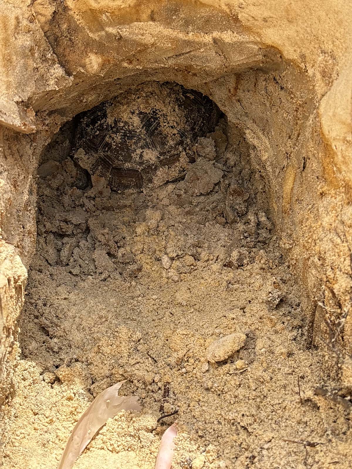 Licensed Gopher Tortoise Removal Relocation Punta Gorda Charlotte Country Licensed Gopher Tortoise Removal Relocation Punta Gorda Charlotte Country
