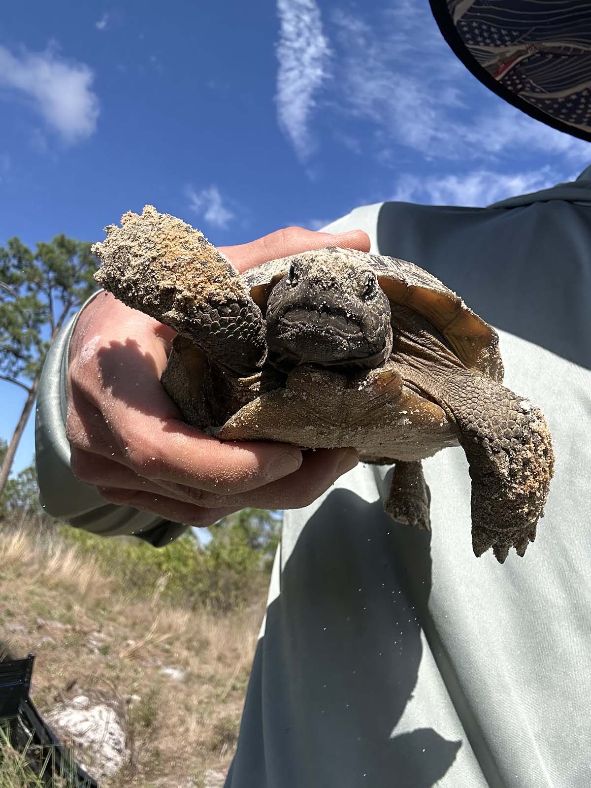 Licensed Gopher Tortoise Removal Relocation Punta Gorda Charlotte Country Licensed Gopher Tortoise Removal Relocation Punta Gorda Charlotte Country
